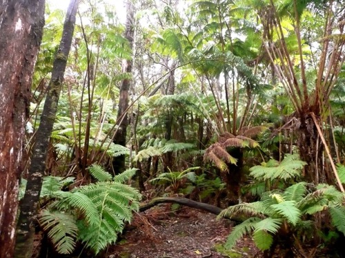 Tree fern forest